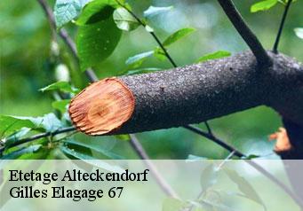 Etetage  alteckendorf-67270 Gilles Elagage 67