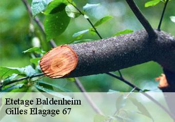 Etetage  baldenheim-67600 Gilles Elagage 67