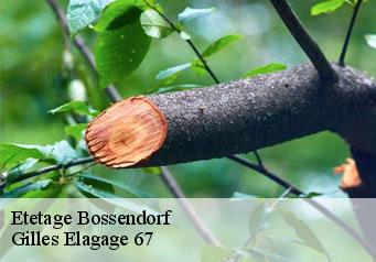 Etetage  bossendorf-67270 Gilles Elagage 67