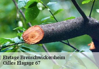 Etetage  breuschwickersheim-67112 Gilles Elagage 67