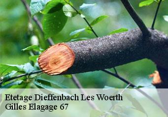 Etetage  dieffenbach-les-woerth-67360 Gilles Elagage 67