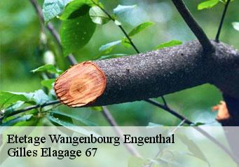 Etetage  wangenbourg-engenthal-67710 Gilles Elagage 67
