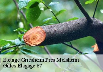 Etetage  griesheim-pres-molsheim-67210 Gilles Elagage 67