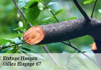 Etetage  haegen-67700 Gilles Elagage 67