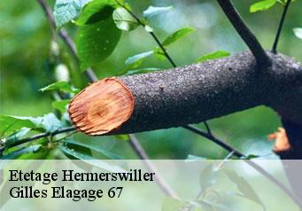 Etetage  hermerswiller-67250 Gilles Elagage 67