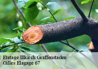 Etetage  illkirch-graffenstaden-67400 Gilles Elagage 67