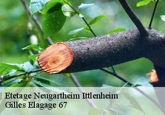 Etetage  neugartheim-ittlenheim-67370 Gilles Elagage 67