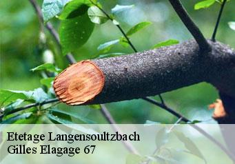 Etetage  langensoultzbach-67360 Gilles Elagage 67
