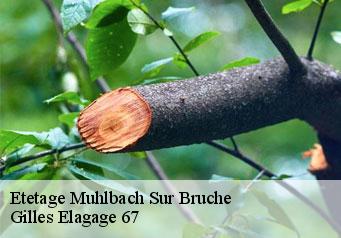 Etetage  muhlbach-sur-bruche-67130 Gilles Elagage 67