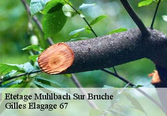 Etetage muhlbach-sur-bruche-67130 Gilles Elagage 67