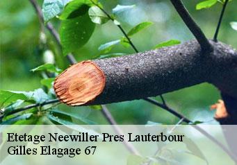 Etetage  neewiller-pres-lauterbour-67630 Gilles Elagage 67