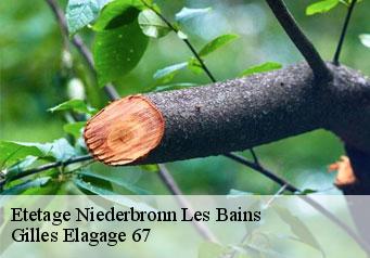 Etetage  niederbronn-les-bains-67110 Gilles Elagage 67