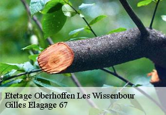 Etetage  oberhoffen-les-wissenbour-67160 Gilles Elagage 67