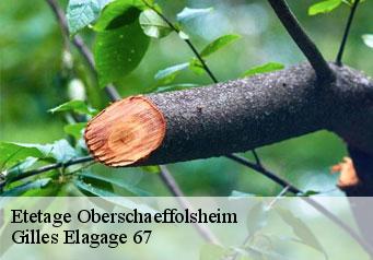 Etetage  oberschaeffolsheim-67203 Gilles Elagage 67