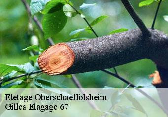 Etetage oberschaeffolsheim-67203 Gilles Elagage 67