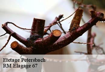 Etetage  petersbach-67290 Gilles Elagage 67