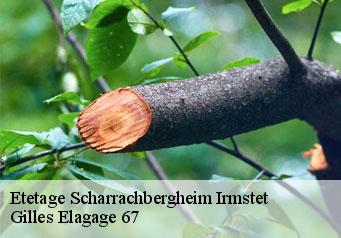 Etetage  scharrachbergheim-irmstet-67310 Gilles Elagage 67