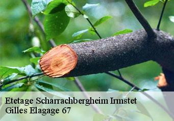 Etetage scharrachbergheim-irmstet-67310 Gilles Elagage 67