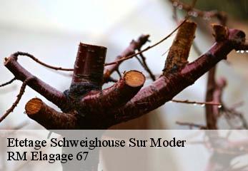 Etetage schweighouse-sur-moder-67590 RM Elagage 67