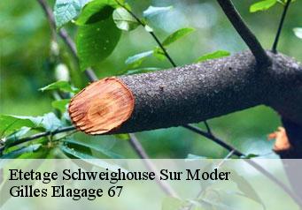 Etetage  schweighouse-sur-moder-67590 Gilles Elagage 67