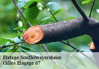 Etetage  souffelweyersheim-67460 Gilles Elagage 67