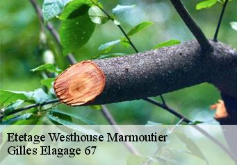 Etetage  westhouse-marmoutier-67440 Gilles Elagage 67