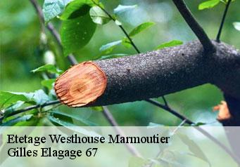 Etetage westhouse-marmoutier-67440 Gilles Elagage 67