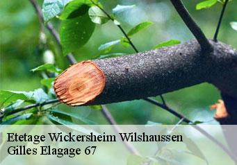 Etetage  wickersheim-wilshaussen-67270 Gilles Elagage 67