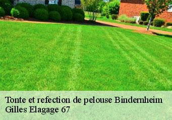 Tonte et refection de pelouse  bindernheim-67600 Gilles Elagage 67