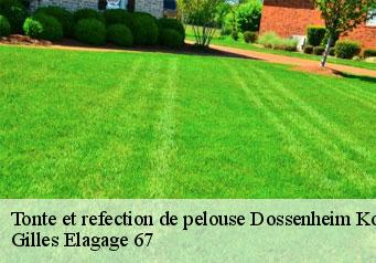Tonte et refection de pelouse  dossenheim-kochersberg-67117 Gilles Elagage 67