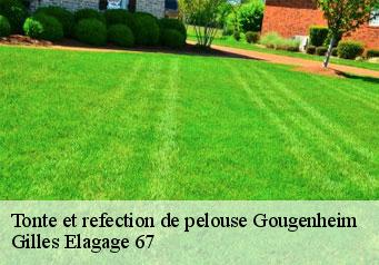 Tonte et refection de pelouse  gougenheim-67270 Gilles Elagage 67