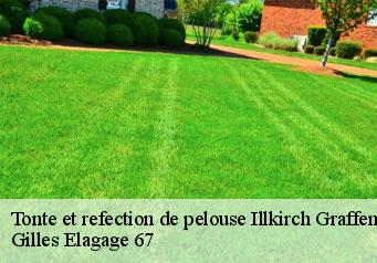 Tonte et refection de pelouse  illkirch-graffenstaden-67400 Gilles Elagage 67
