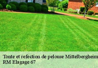 Tonte et refection de pelouse mittelbergheim-67140 RM Elagage 67