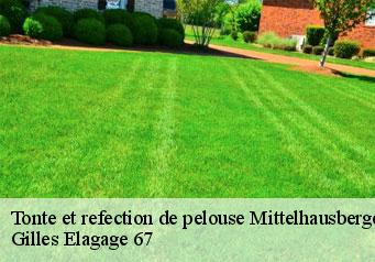 Tonte et refection de pelouse  mittelhausbergen-67206 Gilles Elagage 67