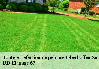 tonte-et-refection-de-pelouse