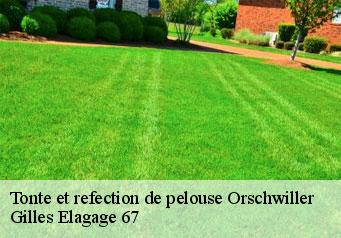 Tonte et refection de pelouse  orschwiller-67600 Gilles Elagage 67