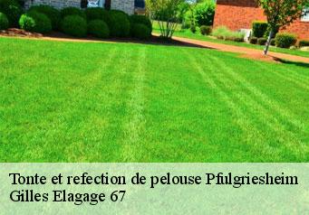 Tonte et refection de pelouse  pfulgriesheim-67370 Gilles Elagage 67