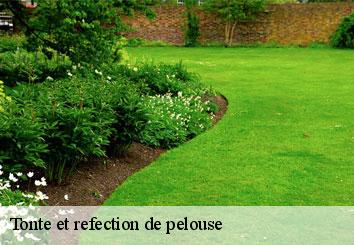 Tonte et refection de pelouse