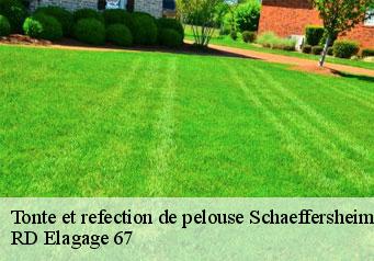 tonte-et-refection-de-pelouse