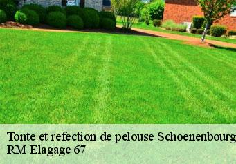 Tonte et refection de pelouse schoenenbourg-67250 RM Elagage 67