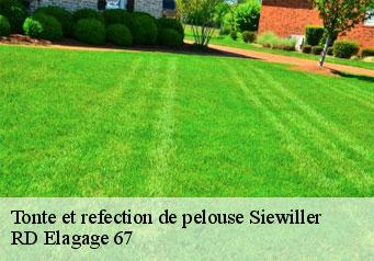 tonte-et-refection-de-pelouse