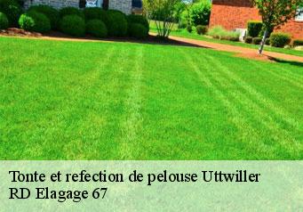 tonte-et-refection-de-pelouse