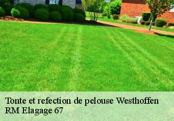 Tonte et refection de pelouse westhoffen-67310 RM Elagage 67
