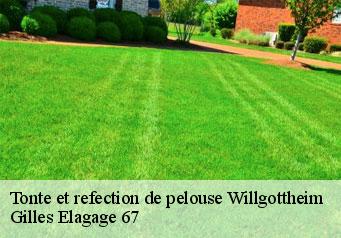 Tonte et refection de pelouse willgottheim-67370 Gilles Elagage 67