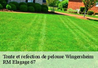 Tonte et refection de pelouse wingersheim-67170 RM Elagage 67
