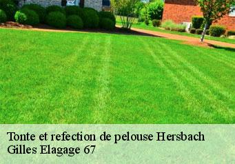 Tonte et refection de pelouse  hersbach-67130 Gilles Elagage 67