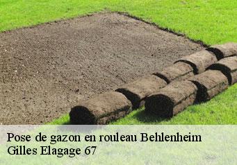 Pose de gazon en rouleau  behlenheim-67370 Gilles Elagage 67
