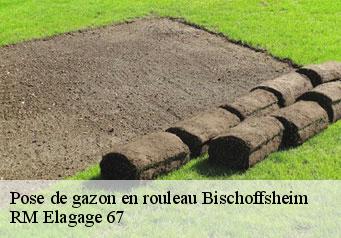 Pose de gazon en rouleau bischoffsheim-67870 RM Elagage 67