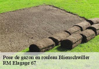 Pose de gazon en rouleau blienschwiller-67650 RM Elagage 67