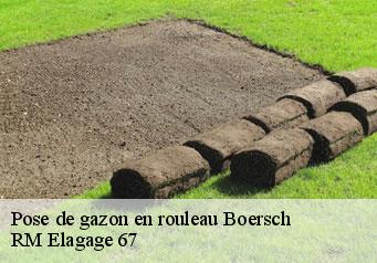 Pose de gazon en rouleau boersch-67530 RM Elagage 67